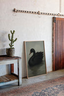 Black Swan on Still Water