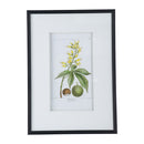19.7x27.6 Botanical Wall Arts, Set of 2 by HouseOfZazla