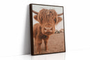 Sweet Stare from the Highland Pasture