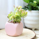 Aeonium Sunburst Copper Pinwheel