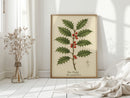 The Holly Botanical Art Print