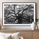 Ancient Oak Wall Art Canvas Print – Gnarled Tree Twisted by MyGreatCanvas | Canvas Wall Art Prints | Photo Prints & Wall Decor