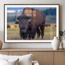 Bison Photography Wall Art Canvas Print – Framed Rustic by MyGreatCanvas | Canvas Wall Art Prints | Photo Prints & Wall Decor