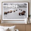 Bison Herd Wall Art Canvas Print – Framed Western Wildlife by MyGreatCanvas | Canvas Wall Art Prints | Photo Prints & Wall Decor