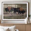 Bison Wall Art Canvas Print – Framed Western Wildlife Modern by MyGreatCanvas | Canvas Wall Art Prints | Photo Prints & Wall Decor