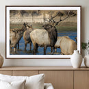 Wild Elk Wall Art Canvas Print – Framed Neutral Wildlife by MyGreatCanvas | Canvas Wall Art Prints | Photo Prints & Wall Decor