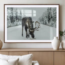 Moose Snow Wall Art Canvas Print – Framed Winter Wildlife