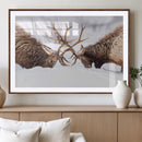 Dramatic Elk Antler Battle Wall Art Canvas Print – elk by MyGreatCanvas | Canvas Wall Art Prints | Photo Prints & Wall Decor