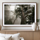 Misty Forest Tall Trees Foggy Atmosphere Nature Serenity by MyGreatCanvas | Canvas Wall Art Prints | Photo Prints & Wall Decor