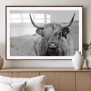 Newfoundland Cow Art Wall Art, Black White Cow Art Wall Art