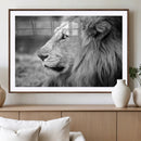 Lion Wall Art Canvas Print – Framed Majestic Wildlife by MyGreatCanvas | Canvas Wall Art Prints | Photo Prints & Wall Decor