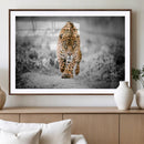 Jaguar Wall Art Canvas Print - Majestic Big Cat in Focused by MyGreatCanvas | Canvas Wall Art Prints | Photo Prints & Wall Decor