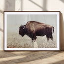Bison in Field Wall Art Canvas Print For Farmhouse Barn
