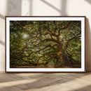 Ancient Angel Oak Tree Art Sunburst Canvas Print-
