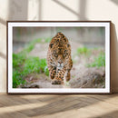 Leopard on the Prowl - Stunning Large Framed Leopard Wall