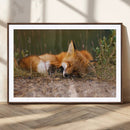 Sleeping Fox Wall Art Canvas Print, Farmhouse Wall Decor and