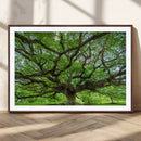 Angel Oak Tree Wall Art Canvas Print – Framed Majestic
