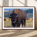 Bison Photography Wall Art Canvas Print – Framed Rustic by MyGreatCanvas | Canvas Wall Art Prints | Photo Prints & Wall Decor