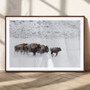 Bison Herd Decor Wall Art Canvas Print – Framed Snowy Bison by MyGreatCanvas | Canvas Wall Art Prints | Photo Prints & Wall Decor