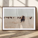 Bison Herd Wall Art Canvas Print, Framed Western Landscape by MyGreatCanvas | Canvas Wall Art Prints | Photo Prints & Wall Decor