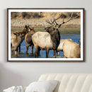 Wild Elk Wall Art Canvas Print – Framed Neutral Wildlife