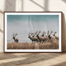 Elk Herd Wall Art Canvas Print – Framed Wildlife Photography