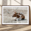 Majestic Longhorn Wall Art Canvas Print – Resting on Sunlit by MyGreatCanvas | Canvas Wall Art Prints | Photo Prints & Wall Decor
