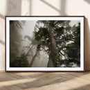 Misty Forest Canvas, Tall Trees Foggy Atmosphere Nature by MyGreatCanvas | Canvas Wall Art Prints | Photo Prints & Wall Decor