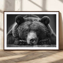 Resting Grizzly 399 Bear Canvas Print | Ready to Hang Wall