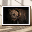 Wild Grizzly 399 Bear Canvas Wall Art Print, Bear Animal by MyGreatCanvas | Canvas Wall Art Prints | Photo Prints & Wall Decor