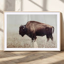 Bison in Field Wall Art Canvas Print For Farmhouse Barn