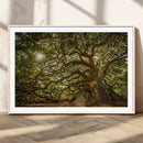Ancient Angel Oak Tree Art Sunburst Canvas Print-