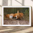 Sleeping Fox Wall Art Canvas Print, Farmhouse Wall Decor and