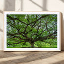 Angel Oak Tree Wall Art Canvas Print – Framed Majestic