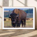Bison Photography Wall Art Canvas Print – Framed Rustic by MyGreatCanvas | Canvas Wall Art Prints | Photo Prints & Wall Decor