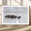 Bison Herd Decor Wall Art Canvas Print – Framed Snowy Bison by MyGreatCanvas | Canvas Wall Art Prints | Photo Prints & Wall Decor