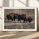 Bison Wall Art Canvas Print – Framed Western Wildlife Modern by MyGreatCanvas | Canvas Wall Art Prints | Photo Prints & Wall Decor