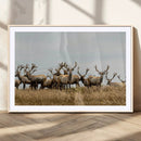 Elk Herd Wall Art Canvas Print – Framed Wildlife Photography