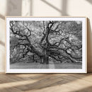 Black White Angel Oak Tree Wall Art - Timeless
