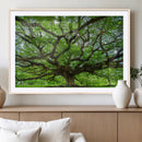 Angel Oak Tree Wall Art Canvas Print – Framed Majestic