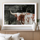 Texas Longhorn Wall Art Canvas Print – Framed Spotted Bull
