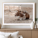 Texas Longhorn Wall Art Canvas Print – Framed Resting Bull by MyGreatCanvas | Canvas Wall Art Prints | Photo Prints & Wall Decor