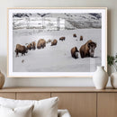 Bison Herd Wall Art Canvas Print – Framed Western Wildlife by MyGreatCanvas | Canvas Wall Art Prints | Photo Prints & Wall Decor