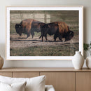 Bison Wall Art Canvas Print – Framed Western Wildlife Modern by MyGreatCanvas | Canvas Wall Art Prints | Photo Prints & Wall Decor