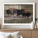 Bison Wall Art Canvas Print – Framed Western Wildlife Art by MyGreatCanvas | Canvas Wall Art Prints | Photo Prints & Wall Decor