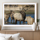 Wild Elk Wall Art Canvas Print – Framed Neutral Wildlife by MyGreatCanvas | Canvas Wall Art Prints | Photo Prints & Wall Decor