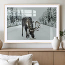 Moose Snow Wall Art Canvas Print – Framed Winter Wildlife