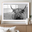 Newfoundland Cow Art Wall Art, Black White Cow Art Wall Art