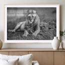 King Forest Lion Wall Art Canvas Print – Framed Majestic by MyGreatCanvas | Canvas Wall Art Prints | Photo Prints & Wall Decor