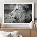 Lion Wall Art Canvas Print – Framed Majestic Wildlife by MyGreatCanvas | Canvas Wall Art Prints | Photo Prints & Wall Decor